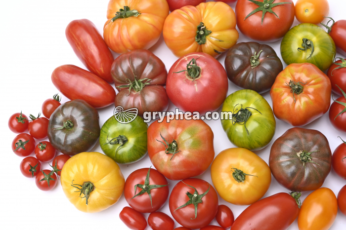 Tomates (Solanum lycopersicum) - Diversité - gryphea.org